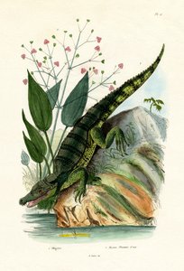 Alligator, 1833-39 by French School